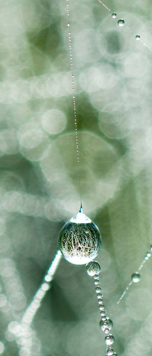 Ein Nahaufnahme von Tautropfen, die an einem Spinnennetz hängen. Die Tropfen zeigen eine glitzernde, reflektierende Oberfläche und sind umgeben von verschwommenen, sanften Hintergrundfarben, die den Eindruck von Morgentau erzeugen.
