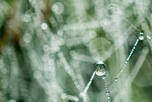 Ein Nahaufnahme von Tautropfen, die an einem Spinnennetz hängen. Die Tropfen zeigen eine glitzernde, reflektierende Oberfläche und sind umgeben von verschwommenen, sanften Hintergrundfarben, die den Eindruck von Morgentau erzeugen.