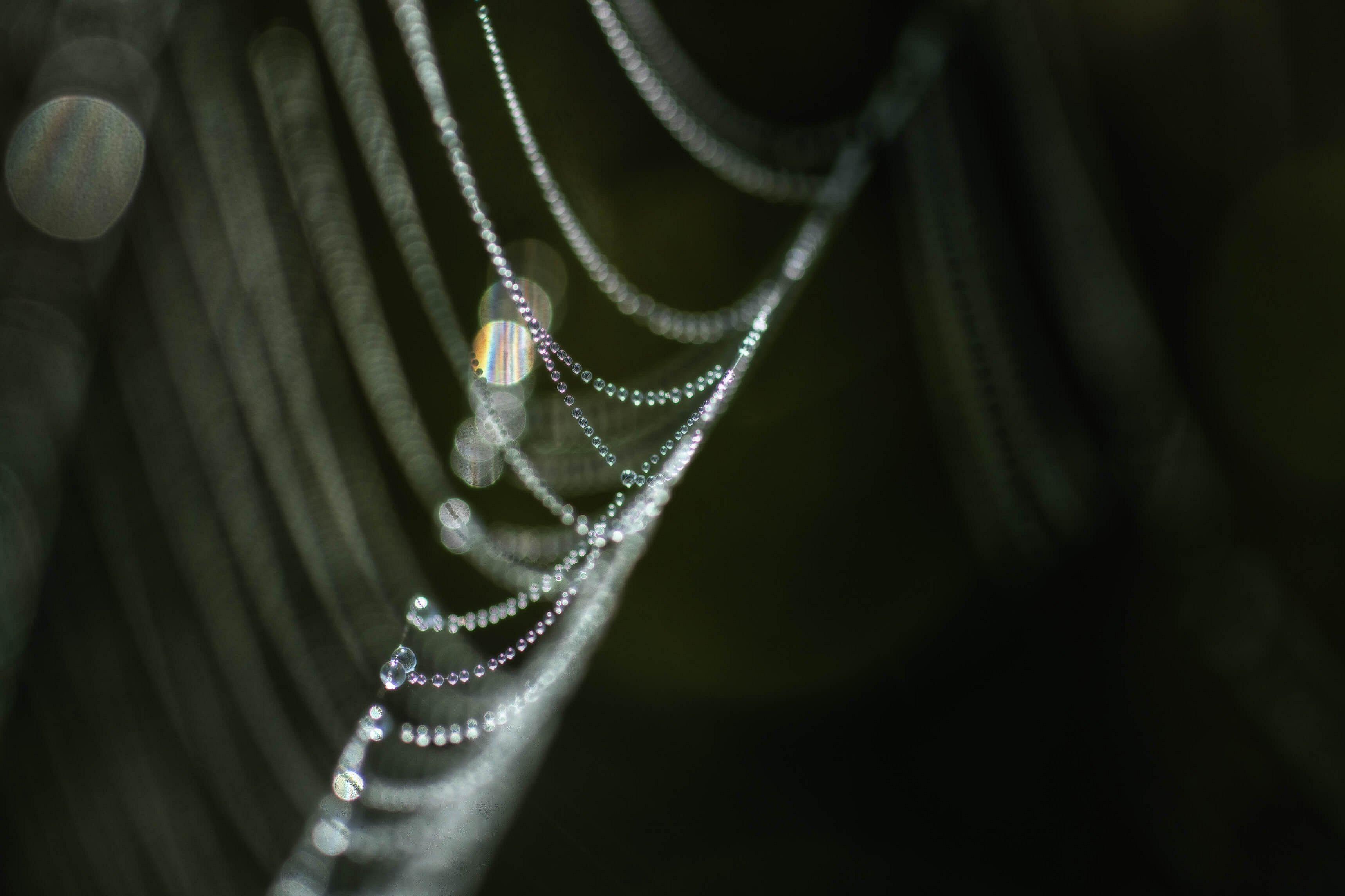 Eine Spinnewebstruktur mit zahlreichen Wassertropfen, die im Licht funkeln. Die Tropfen sind gleichmäßig entlang der Fäden verteilt und schaffen einen glitzernden Effekt. Der Hintergrund ist unscharf und lässt die Webstruktur hervorstechen.