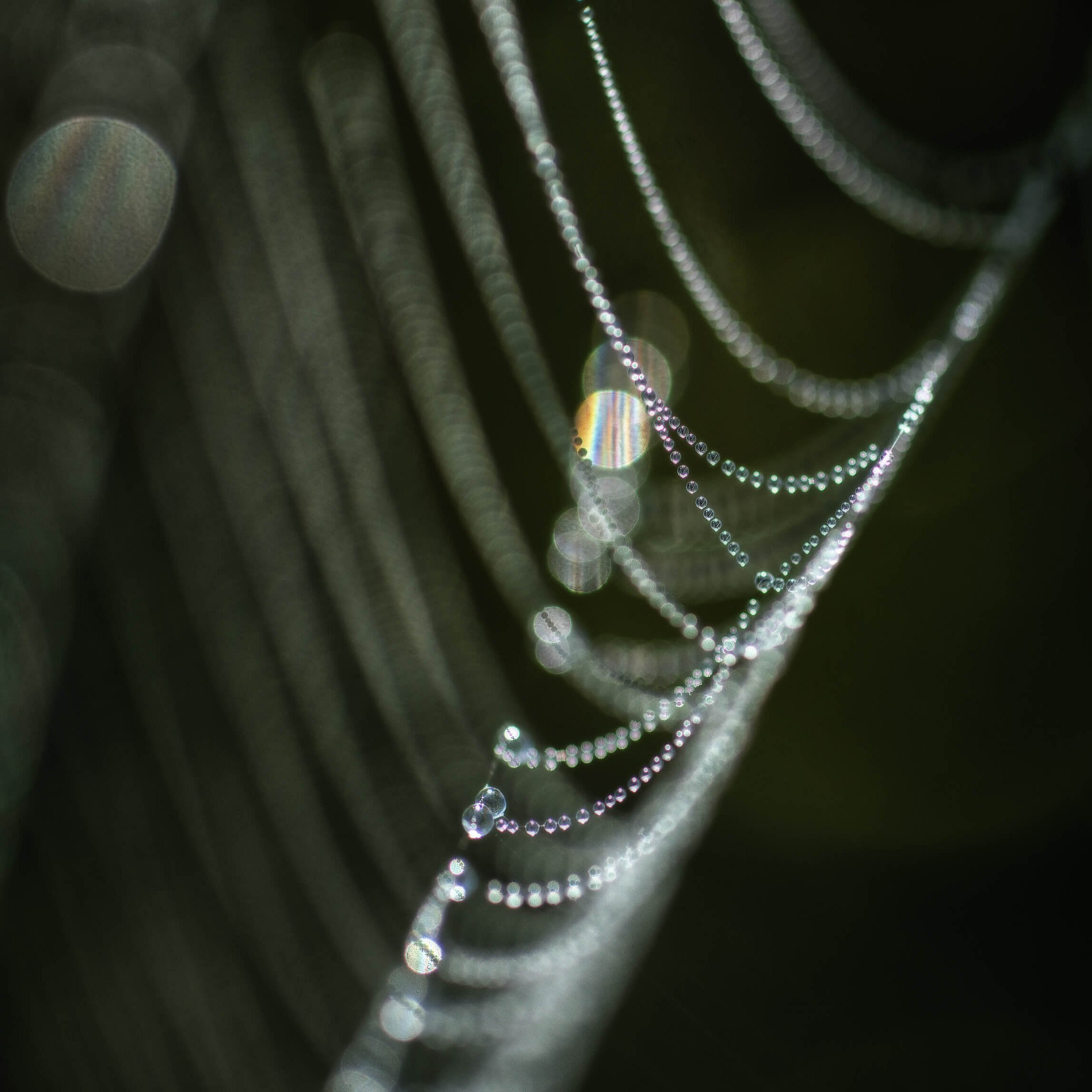 Eine Spinnewebstruktur mit zahlreichen Wassertropfen, die im Licht funkeln. Die Tropfen sind gleichmäßig entlang der Fäden verteilt und schaffen einen glitzernden Effekt. Der Hintergrund ist unscharf und lässt die Webstruktur hervorstechen.