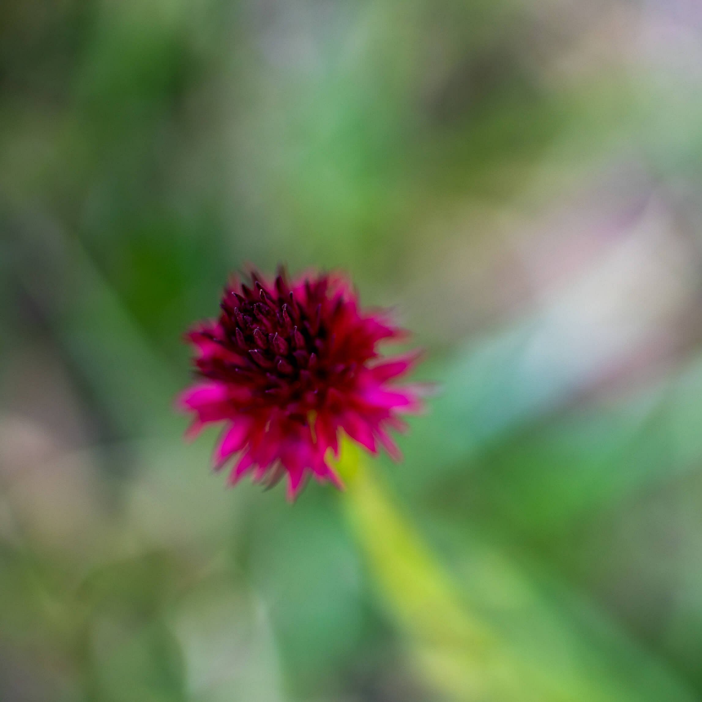 Eine auffällige, rote Blume mit spitzen Blütenblättern steht im Vordergrund. Die Blume hat eine dunkle Mitte und ist von grünem, unscharfem Hintergrund umgeben, der Pflanzenblätter andeutet.