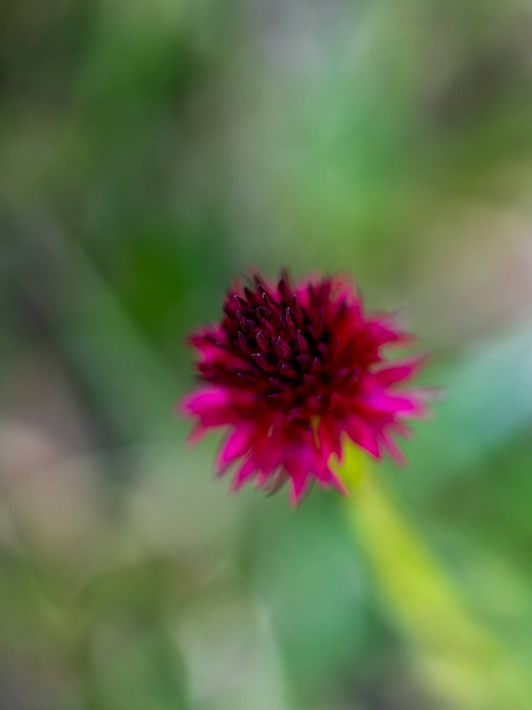 Eine auffällige, rote Blume mit spitzen Blütenblättern steht im Vordergrund. Die Blume hat eine dunkle Mitte und ist von grünem, unscharfem Hintergrund umgeben, der Pflanzenblätter andeutet.
