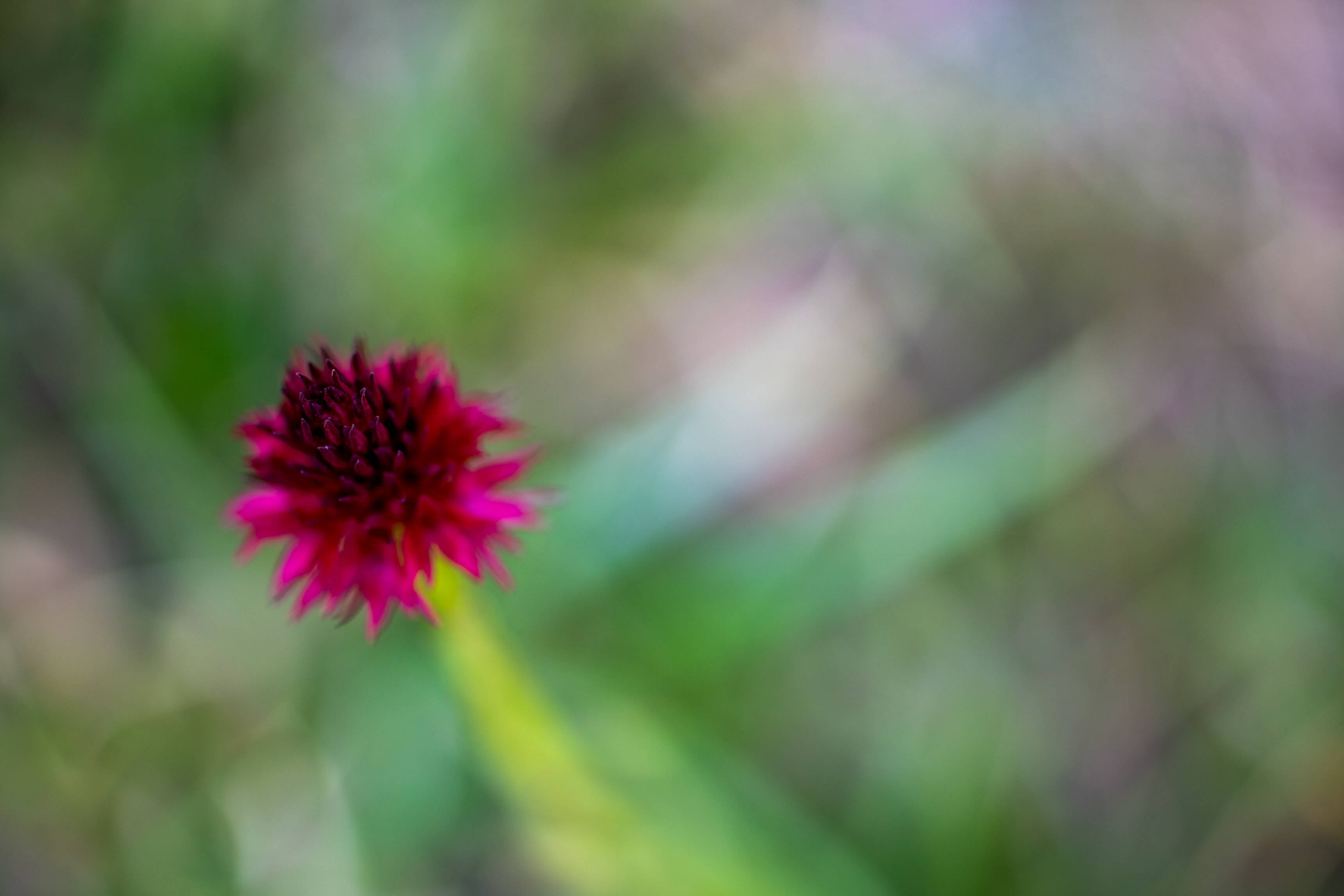 Eine auffällige, rote Blume mit spitzen Blütenblättern steht im Vordergrund. Die Blume hat eine dunkle Mitte und ist von grünem, unscharfem Hintergrund umgeben, der Pflanzenblätter andeutet.