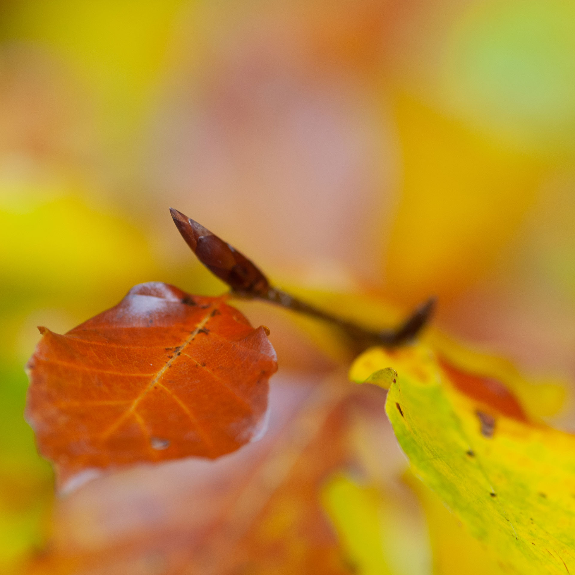 20081031-MSC 6962